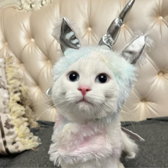 Meet your Posher, Diana - Picture 1 of 1